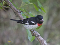 Rose Breasted Grosbeak